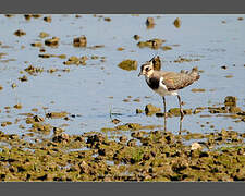 Northern Lapwing