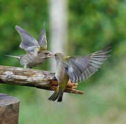 European Greenfinch