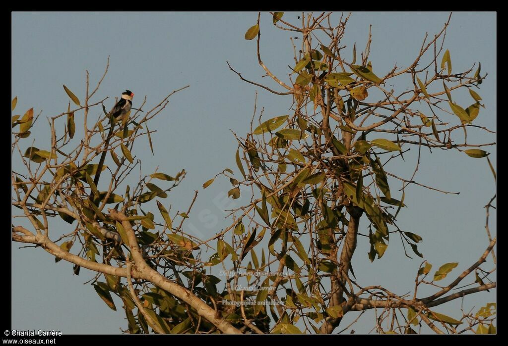 Pin-tailed Whydah