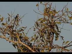 Pin-tailed Whydah