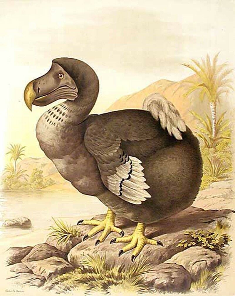 Dodo