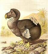 Dodo