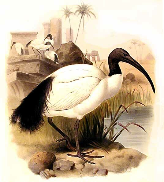 African Sacred Ibis