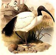 African Sacred Ibis