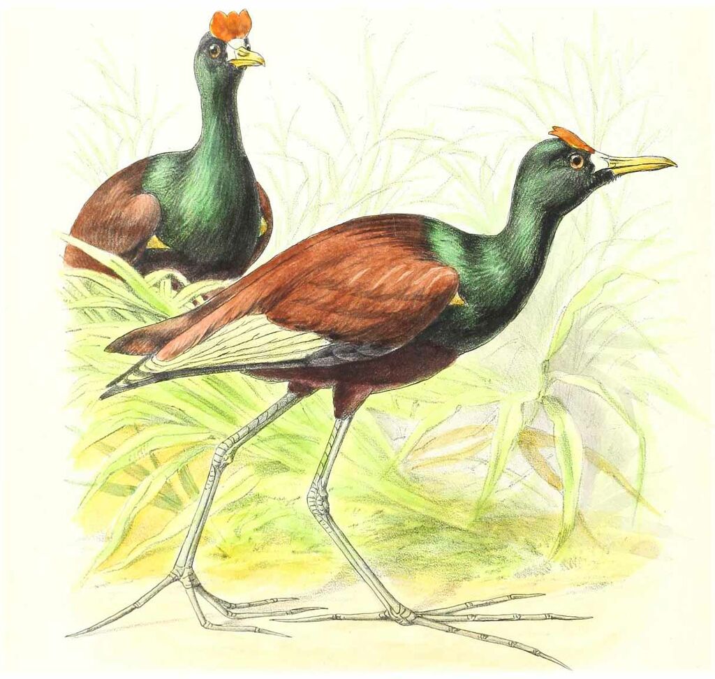 Jacana du Mexique