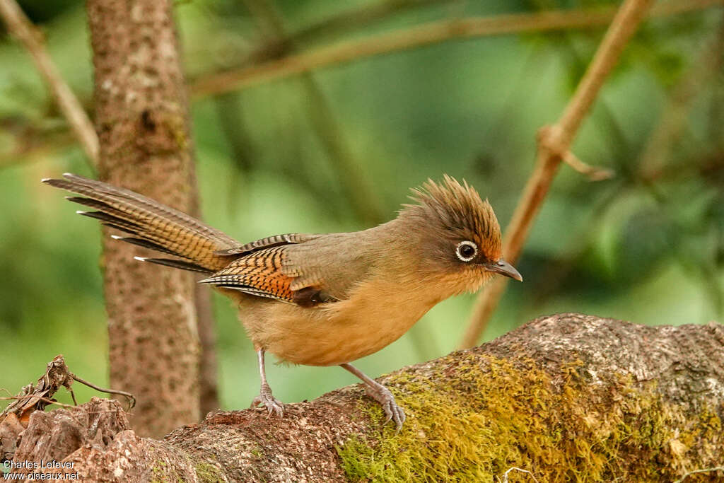 Spectacled Barwingadult, identification