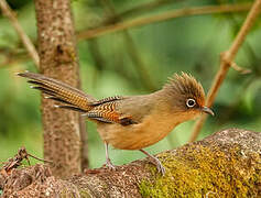 Spectacled Barwing