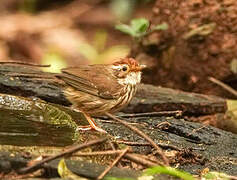 Puff-throated Babbler