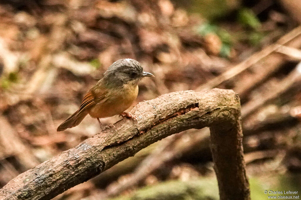 Brown-cheeked Fulvettaadult