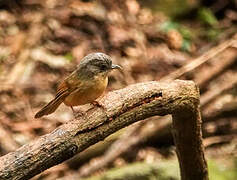 Brown-cheeked Fulvetta