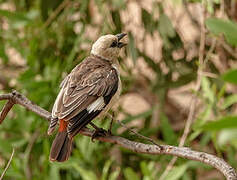 White-headed Buffalo Weaver