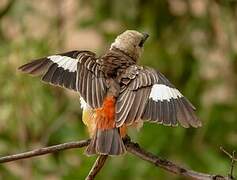 White-headed Buffalo Weaver