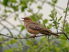 Pink-breasted Lark