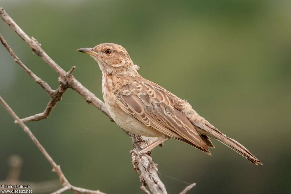 Pink-breasted Larkadult