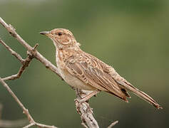 Pink-breasted Lark