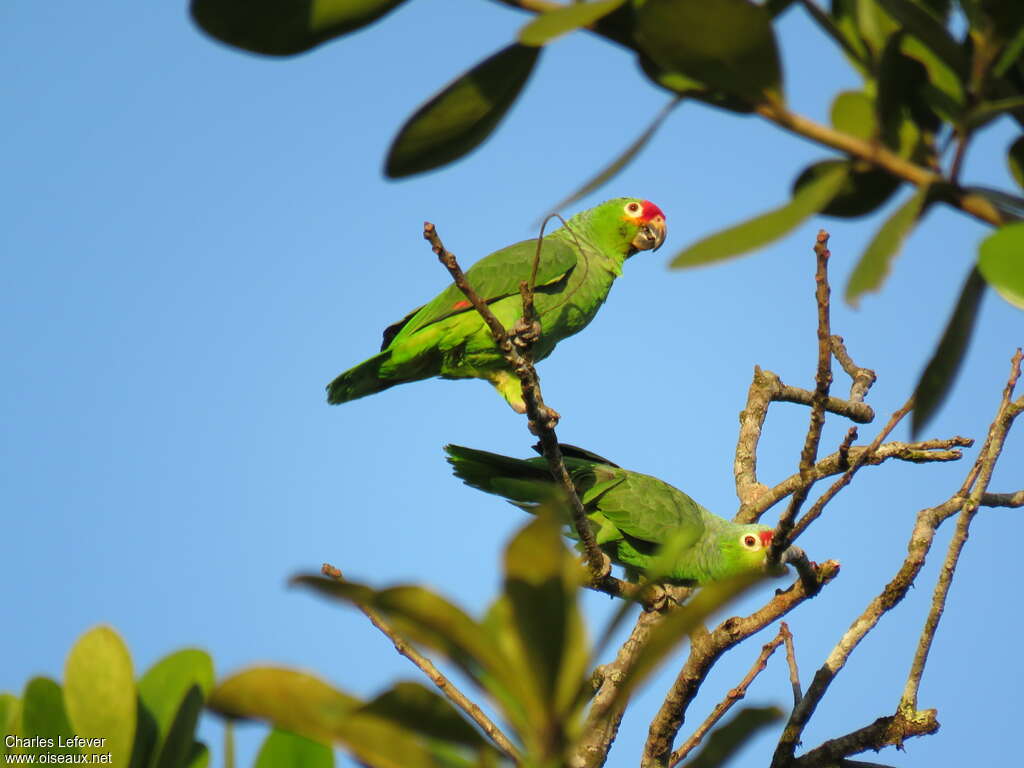 Amazone diadèmeadulte, identification