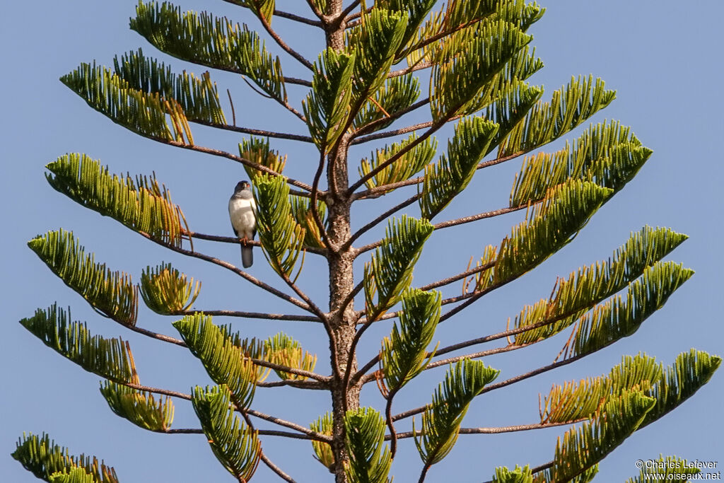 White-bellied Goshawk