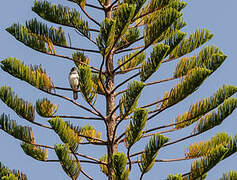 White-bellied Goshawk