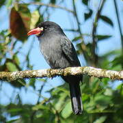 White-fronted Nunbird