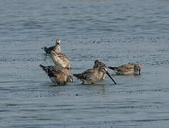 Asian Dowitcher