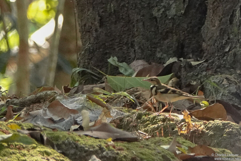 Bergeronnette de forêt