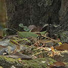 Bergeronnette de forêt