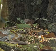 Forest Wagtail