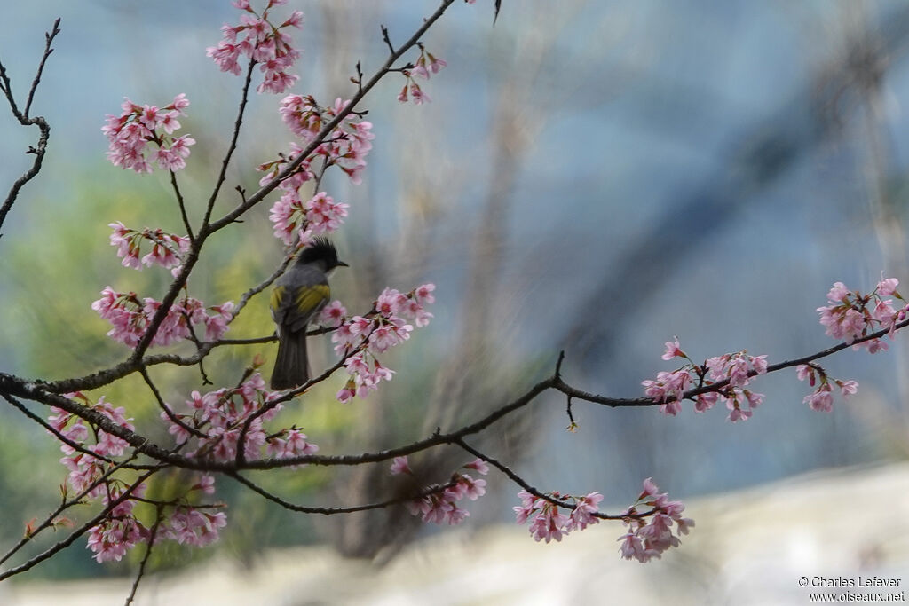 Bulbul à ailes vertes mâle adulte