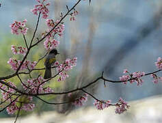 Ashy Bulbul