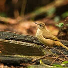 Bulbul de Conrad