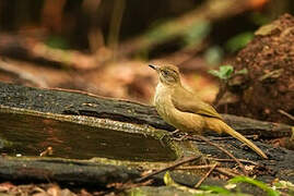 Streak-eared Bulbul