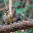 Bulbul de Finlayson