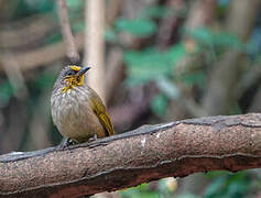 Stripe-throated Bulbul