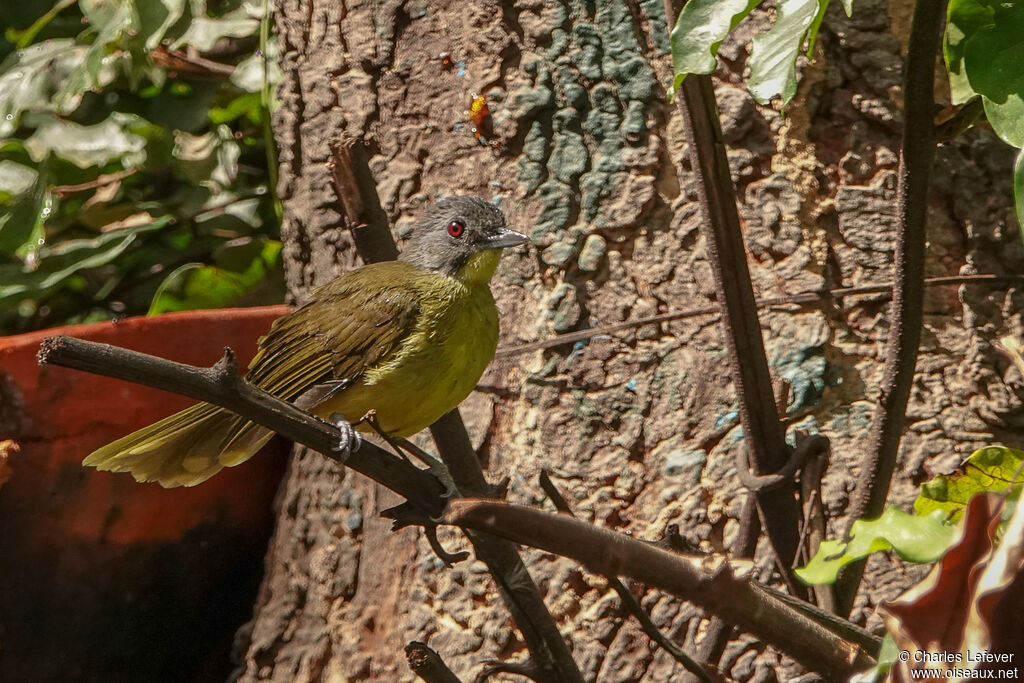 Grey-headed Bristlebill male