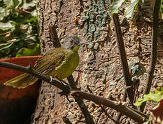 Grey-headed Bristlebill