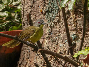 Bulbul fourmilier