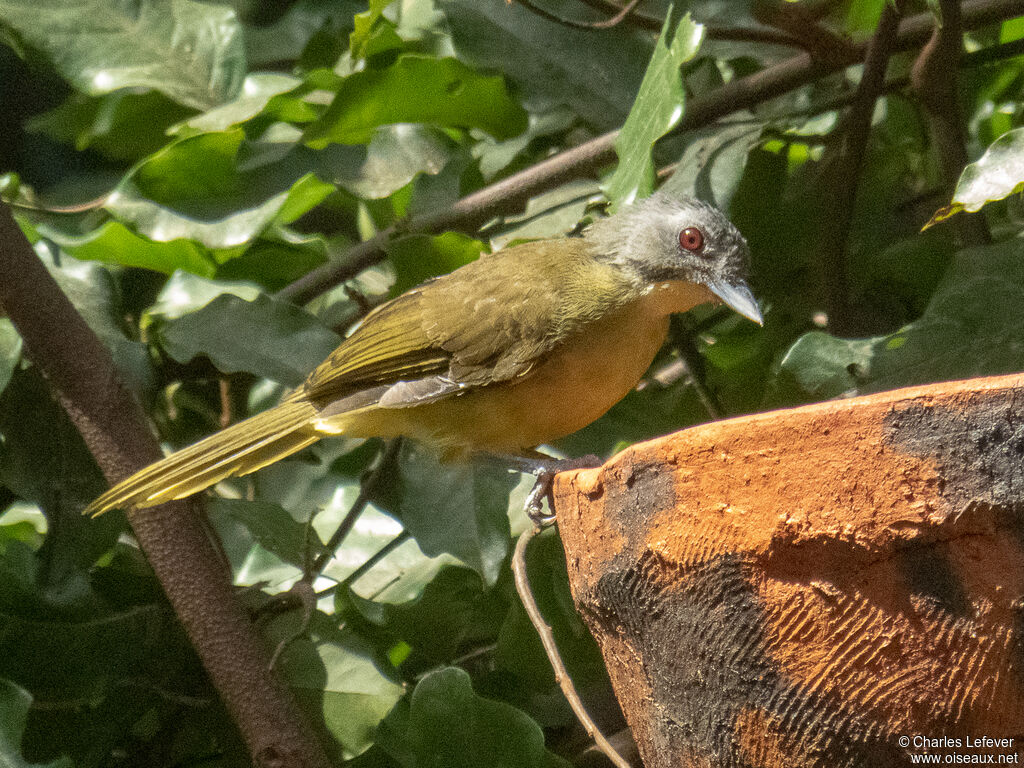 Grey-headed Bristlebill male, drinks