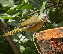 Grey-headed Bristlebill