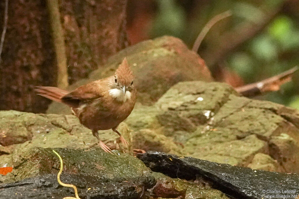 Bulbul ocréadulte