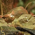 Bulbul ocré