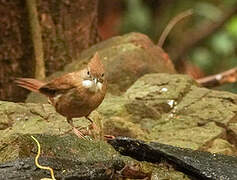 Ochraceous Bulbul