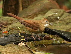 Ochraceous Bulbul