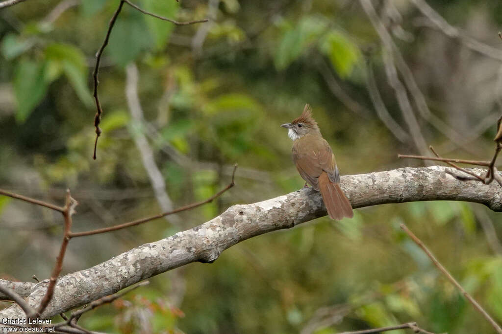 Bulbul pâleadulte