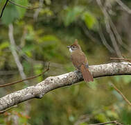 Puff-throated Bulbul