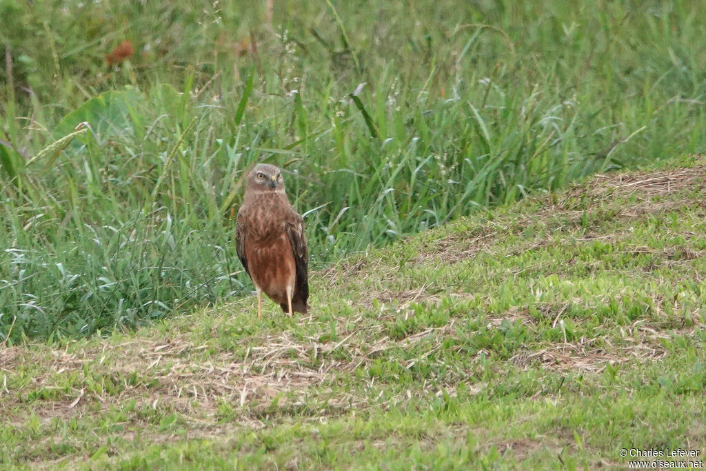 Eastern Marsh Harrier female adult