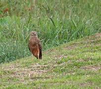 Eastern Marsh Harrier