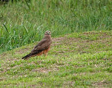 Eastern Marsh Harrier