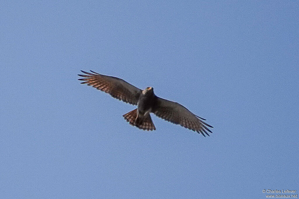 Rufous-winged Buzzard male adult