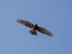 Rufous-winged Buzzard