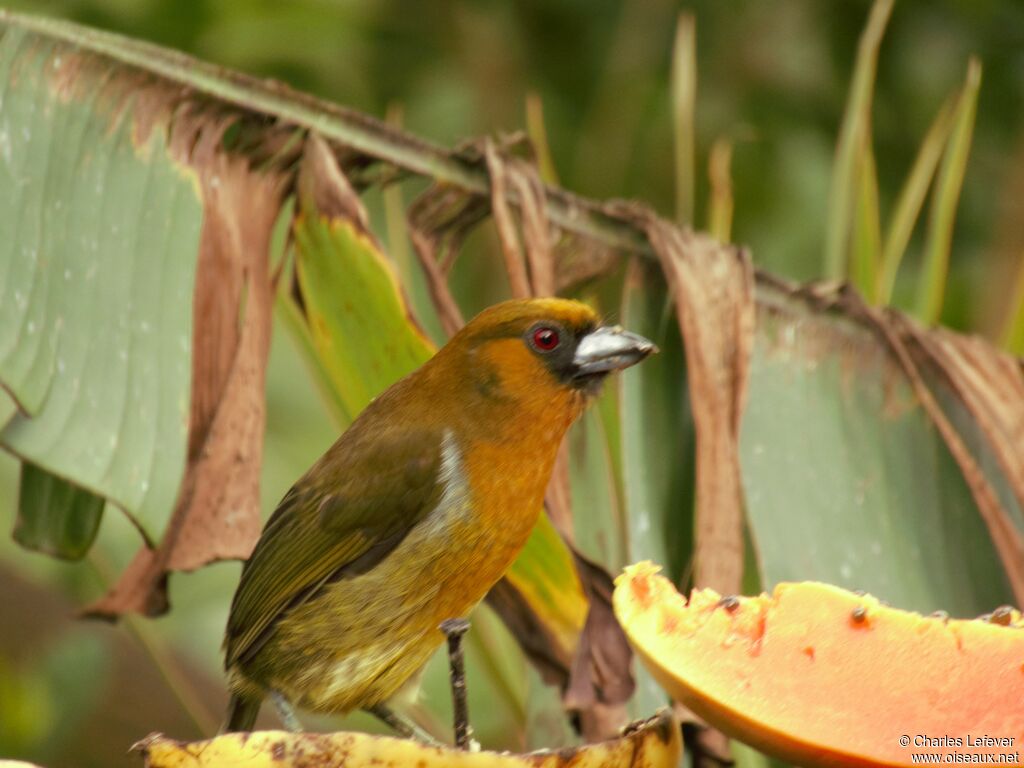 Prong-billed Barbetadult, eats